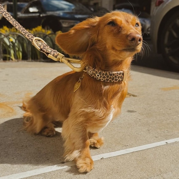 Wander! Multiway Waterproof Leash Leopard NEW - Picture 1 of 4